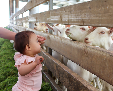 Baby looking at goats in a farm