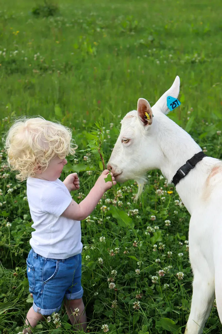 TIGGA Study: Growth and nutritional status of infants fed formula based on goat milk or cow milk.