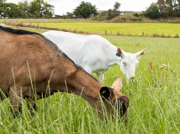Constipated patients fed goat milk protein formula: A case series study.