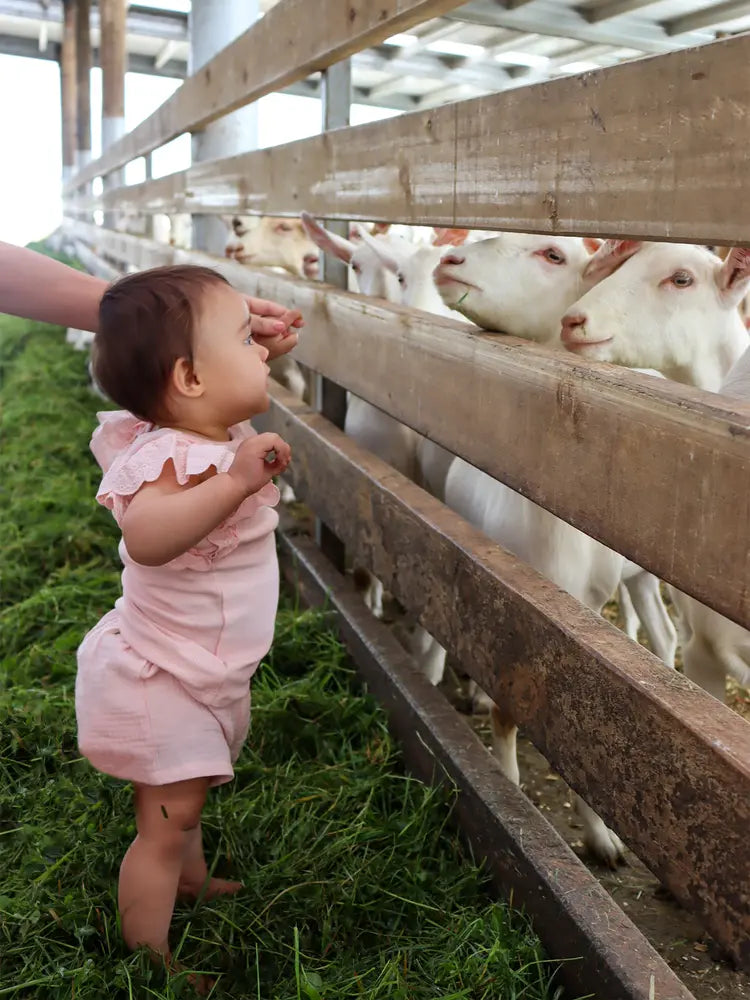 Baby in a pink outfit reaching towards a group of white goats through a wooden fence.
